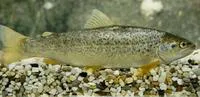 Flathead trout (Salmo platycephalus)