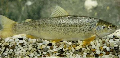 Flathead trout (Salmo platycephalus)
