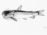Flatmouth sea catfish (Plicofollis platystomus)