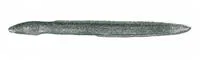Flatnose xenocongrid eel (Chilorhinus platyrhynchus)