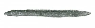 Flatnose xenocongrid eel (Chilorhinus platyrhynchus)