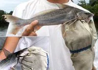 Flatwhiskered catfish (Pinirampus pirinampu)