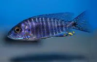 Flavescent peacock (Aulonocara stuartgranti)