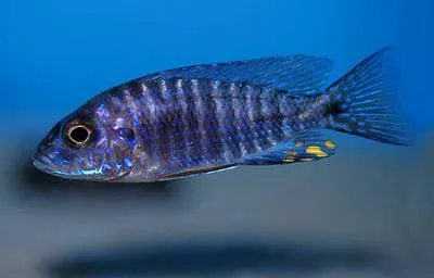 Flavescent peacock (Aulonocara stuartgranti)