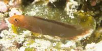 Fleckfin dottyback (Pseudoplesiops wassi)