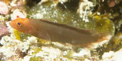 Fleckfin dottyback (Pseudoplesiops wassi)