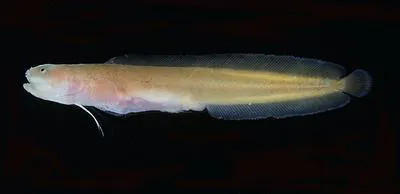 Fleshfish (Dermatopsis macrodon)