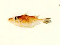 Fleshy-lipped spikefish (Tydemania navigatoris)