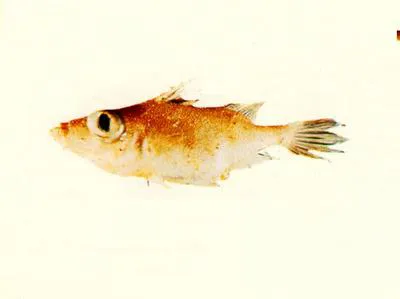 Fleshy-lipped spikefish (Tydemania navigatoris)