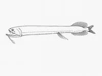 Fleshyfin dragonfish (Photonectes parvimanus)