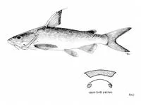 Fleshysnout catfish (Arius dispar)