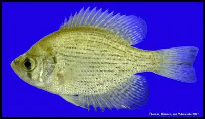Flier (Centrarchus macropterus)