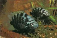 Flier cichlid (Archocentrus centrarchus)