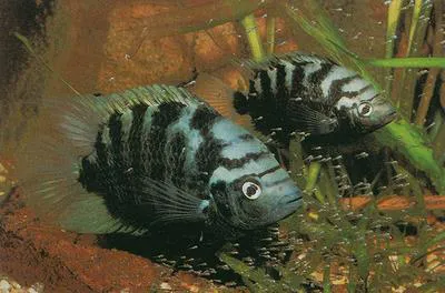 Flier cichlid (Archocentrus centrarchus)