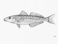 Flinders' sillago (Sillago flindersi)