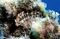 Floral blenny (Petroscirtes mitratus)