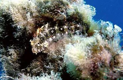 Floral blenny (Petroscirtes mitratus)