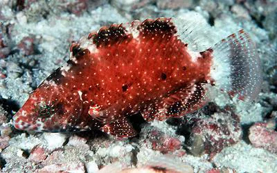 Floral wrasse (Cheilinus chlorourus)