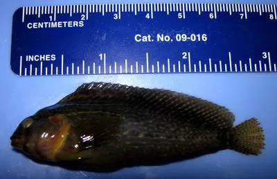 Florida blenny (Chasmodes saburrae)