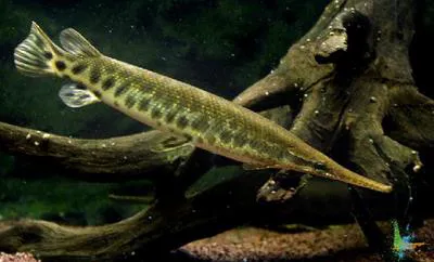 Florida gar (Lepisosteus platyrhincus)
