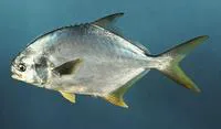 Florida pompano (Trachinotus carolinus)