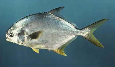Florida pompano (Trachinotus carolinus)