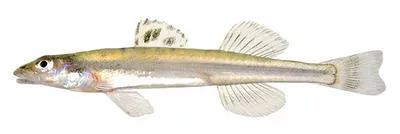 Florida sand darter (Ammocrypta bifascia)