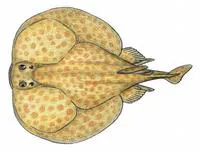Florida torpedo (Torpedo andersoni)