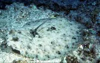 Flowery flounder (Bothus mancus)