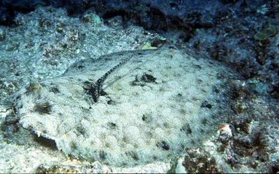 Flowery flounder (Bothus mancus)