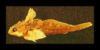 Fluffy sculpin (Oligocottus snyderi)