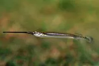 Fly River garfish (Zenarchopterus novaeguineae)