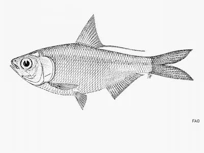 Fly river gizzard shad (Nematalosa flyensis)