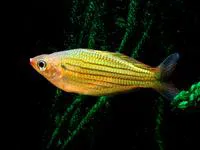 Fly River rainbowfish (Melanotaenia sexlineata)