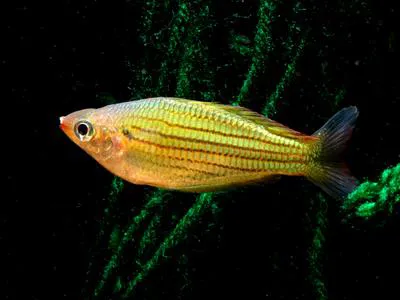 Fly River rainbowfish (Melanotaenia sexlineata)