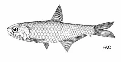 Fly river thryssa (Thryssa rastrosa)