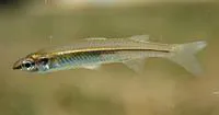 Fly-specked hardyhead (Craterocephalus stercusmuscarum stercusmuscarum)