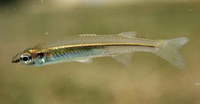 Fly-specked hardyhead (Craterocephalus stercusmuscarum stercusmuscarum)