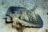 Flying gurnard (Dactylopterus volitans)