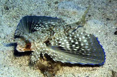 Flying gurnard (Dactylopterus volitans)