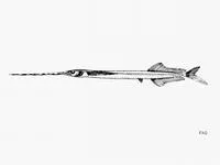 Flying halfbeak (Euleptorhamphus velox)