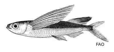 Flyingfish (Parexocoetus hillianus)