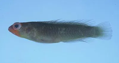 Fody dottyback (Chlidichthys foudioides)