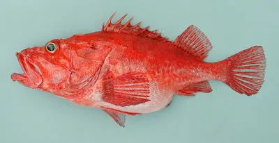 Folger's scorpionfish (Neomerinthe folgori)