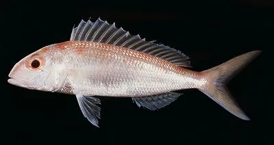 Fork-tailed threadfin bream (Nemipterus furcosus)
