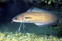 Forkbeard (Phycis phycis)