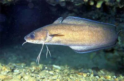 Forkbeard (Phycis phycis)