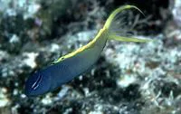 Forktail blenny (Meiacanthus atrodorsalis)