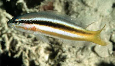 Forktail dottyback (Pseudochromis dixurus)