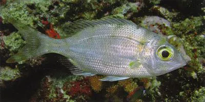 Forktail large-eye bream (Gymnocranius elongatus)
